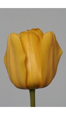 GOLDEN PARADE